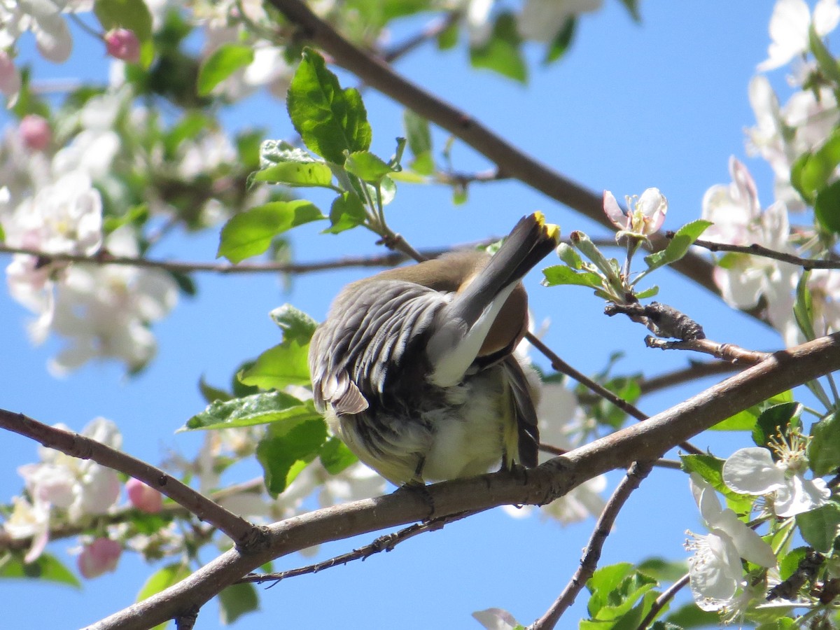 Cedar Waxwing - Elizabeth Schimelpfenig