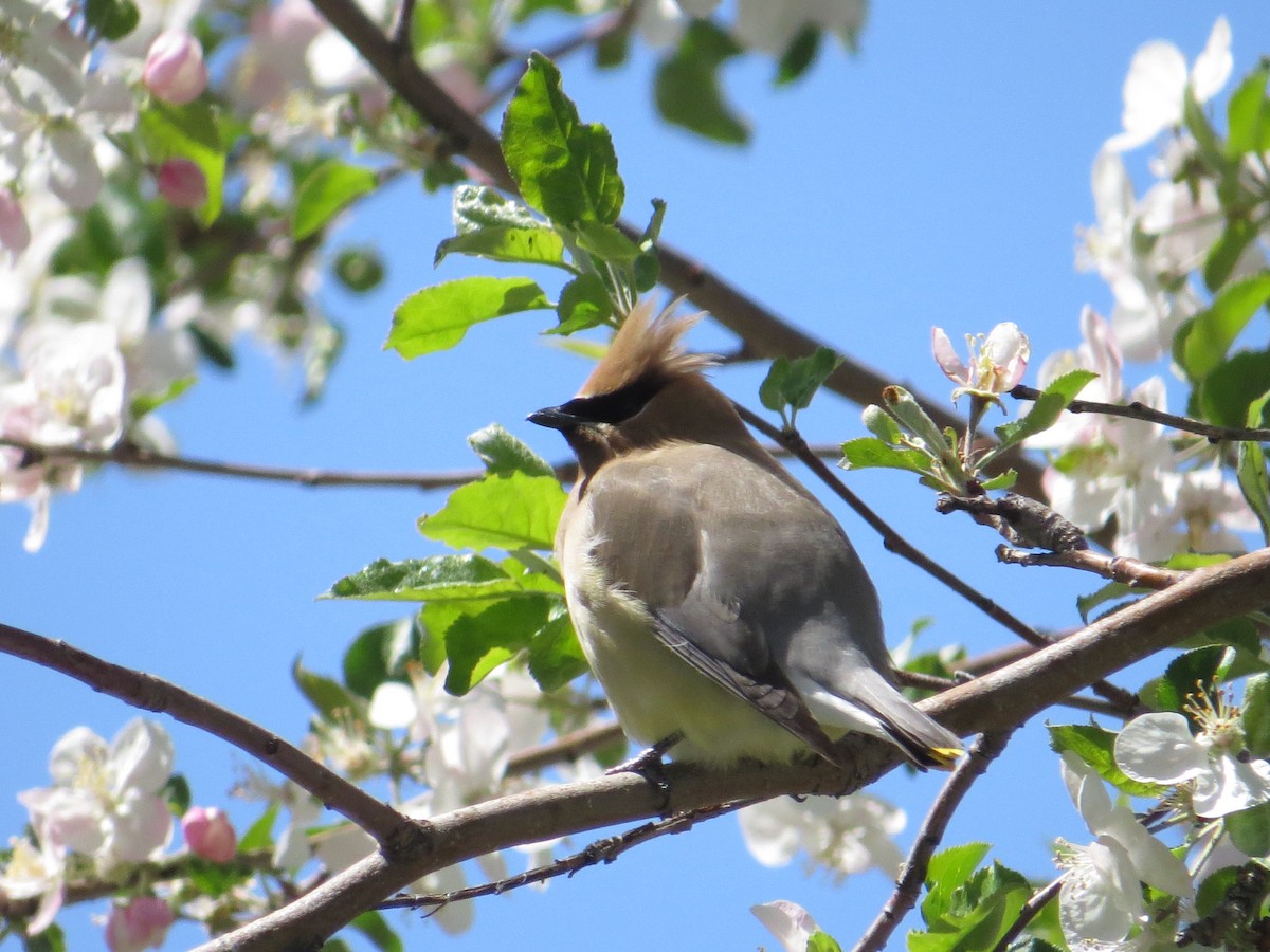 Cedar Waxwing - Elizabeth Schimelpfenig