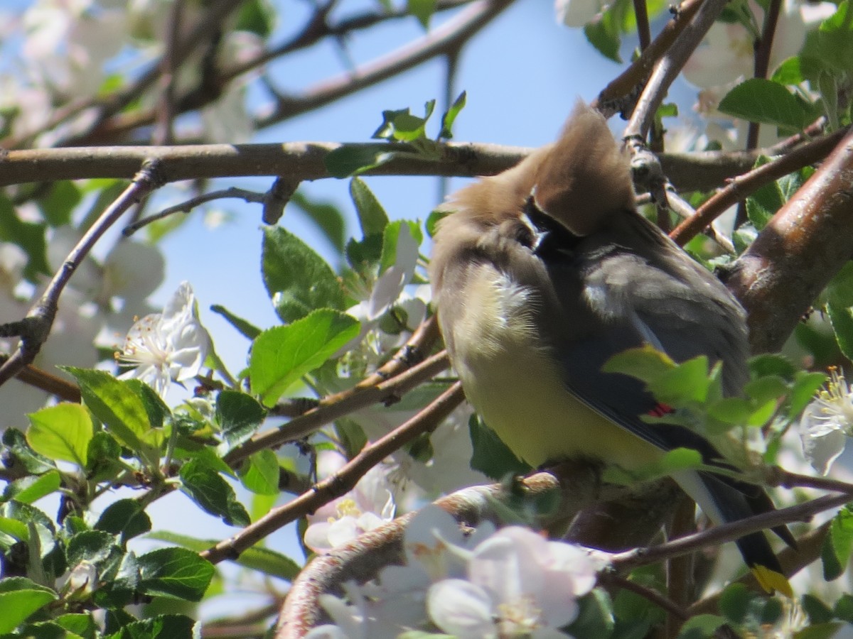 Cedar Waxwing - Elizabeth Schimelpfenig