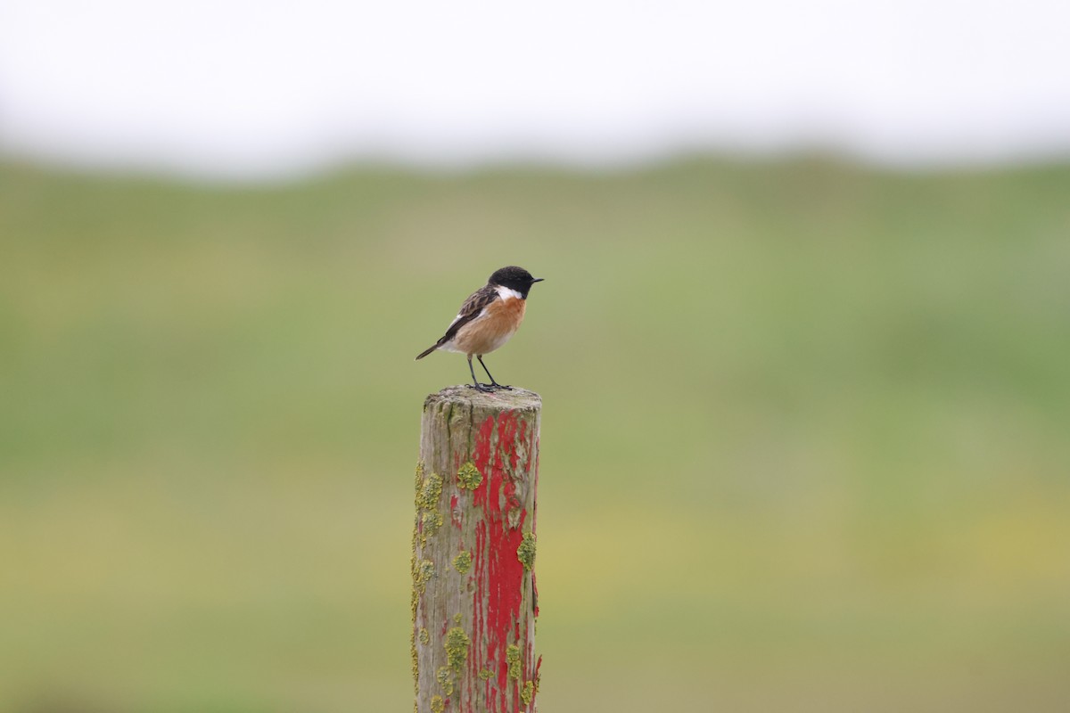 European Stonechat - Gareth Bowes