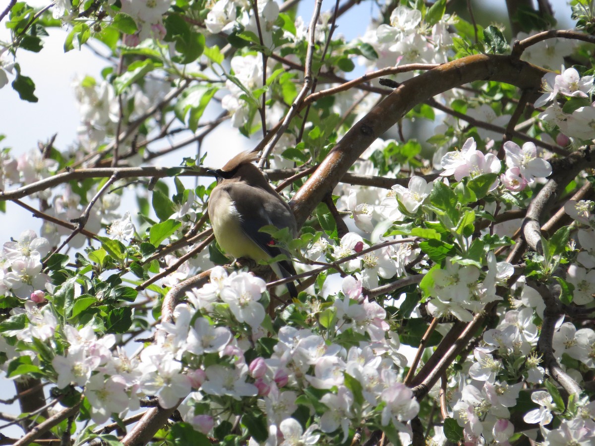 Cedar Waxwing - Elizabeth Schimelpfenig