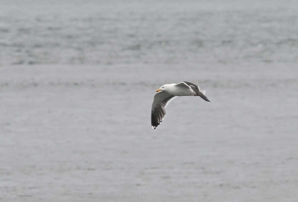 Great Black-backed Gull - Sylvain Cardinal