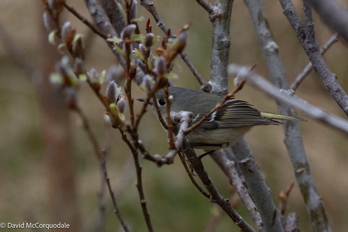 Ruby-crowned Kinglet - David McCorquodale