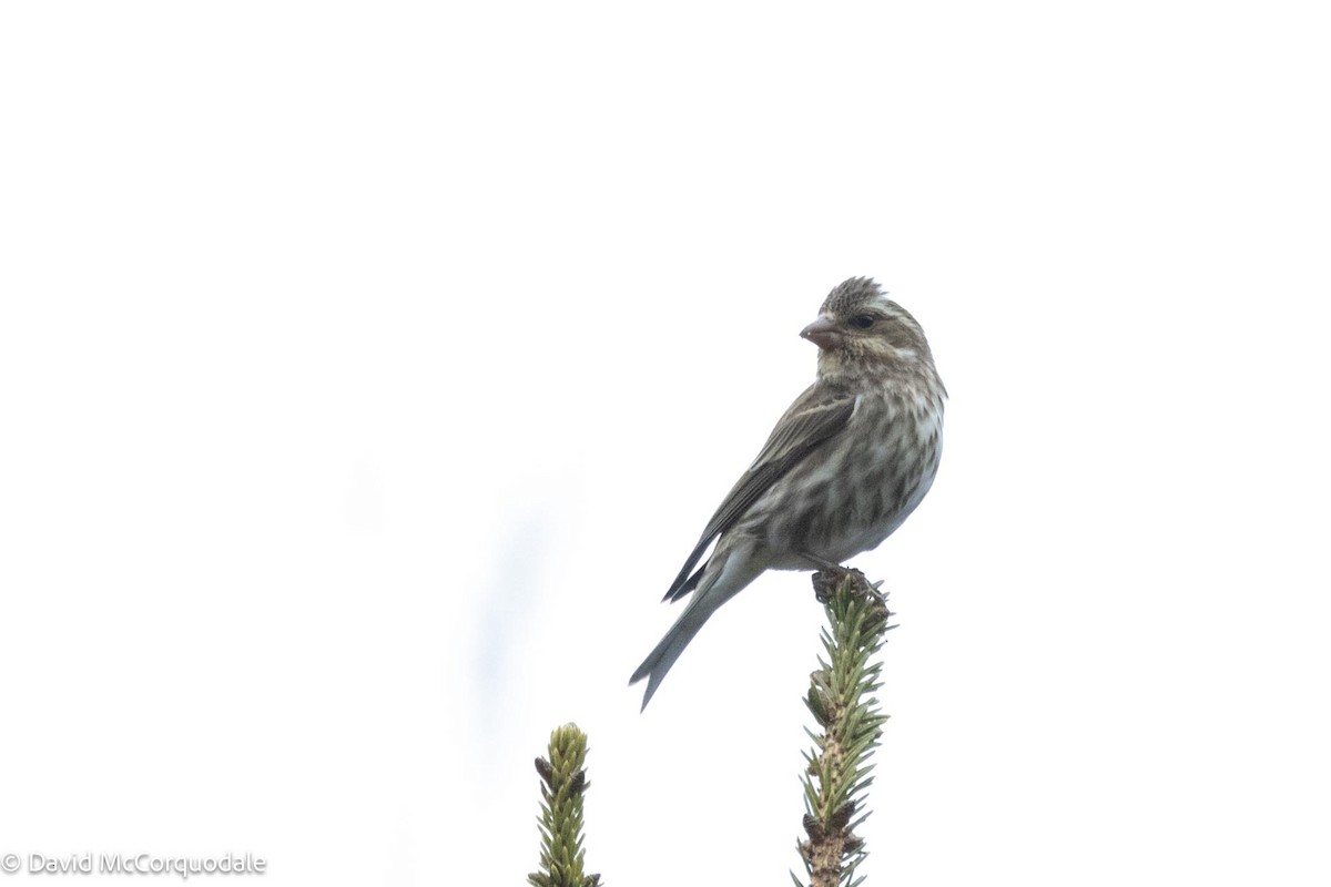 Purple Finch - David McCorquodale