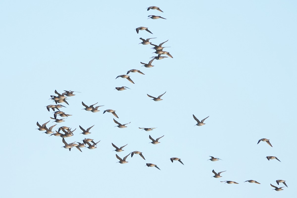 Whimbrel - mc coburn