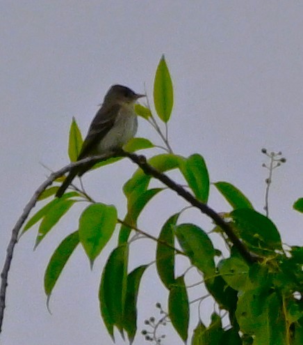 Eastern Wood-Pewee - DAVID VIERLING