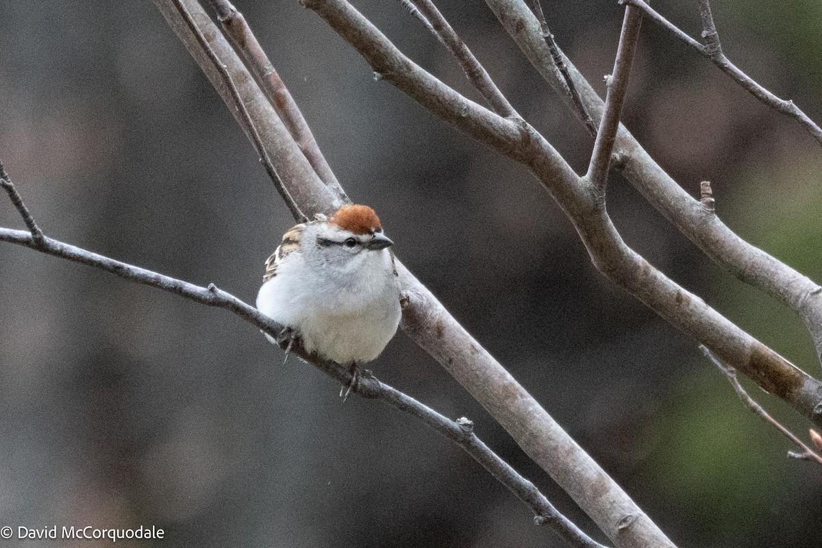 Chipping Sparrow - David McCorquodale