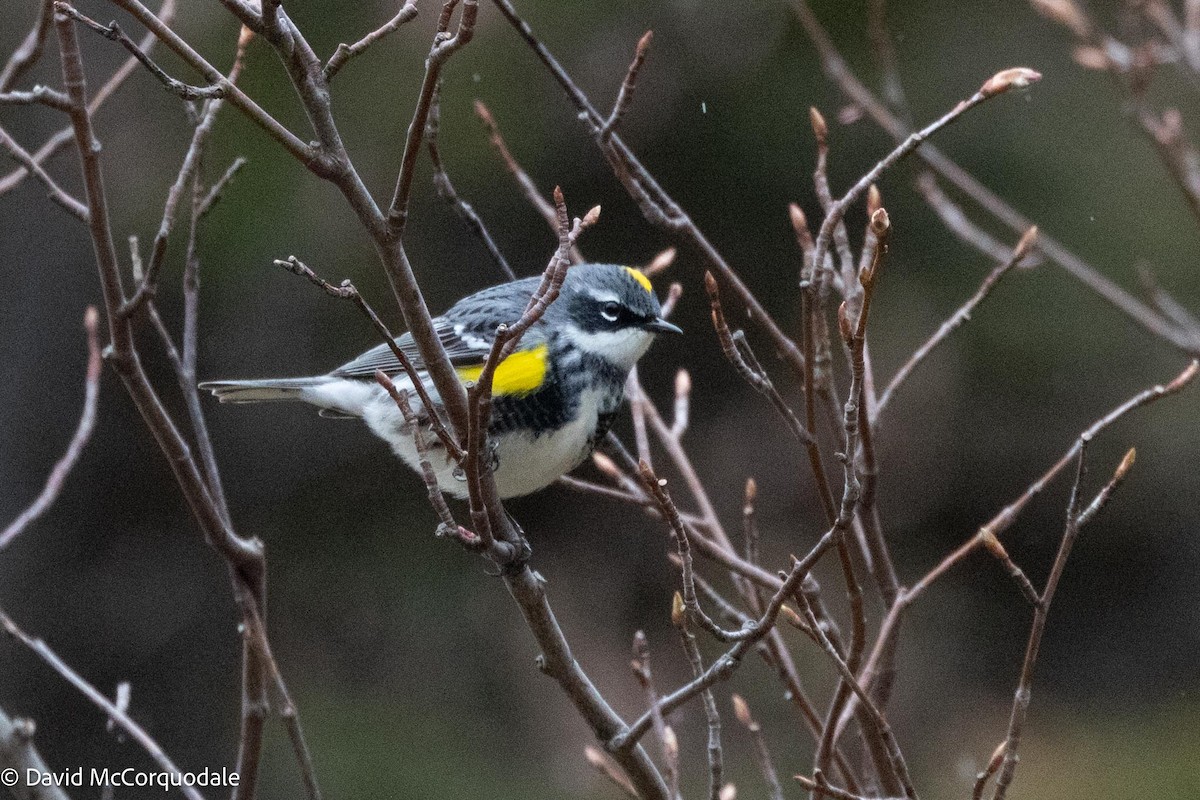 Yellow-rumped Warbler (Myrtle) - David McCorquodale