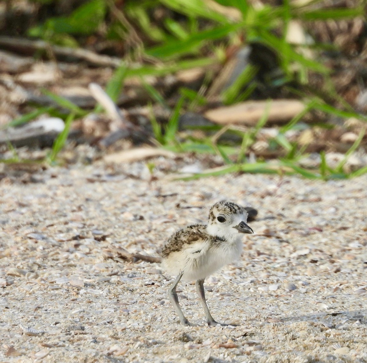 Wilson's Plover - Charlotte Chehotsky