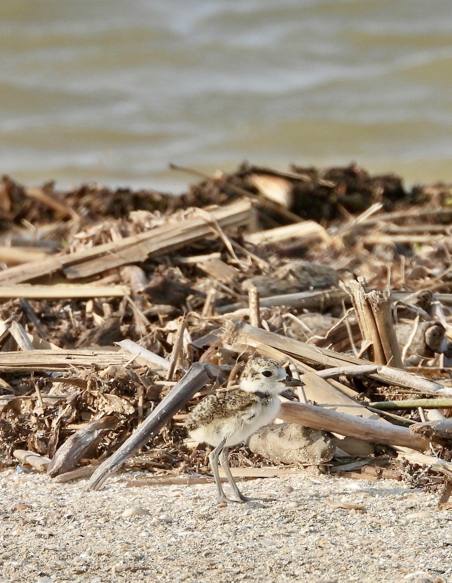 Wilson's Plover - Charlotte Chehotsky