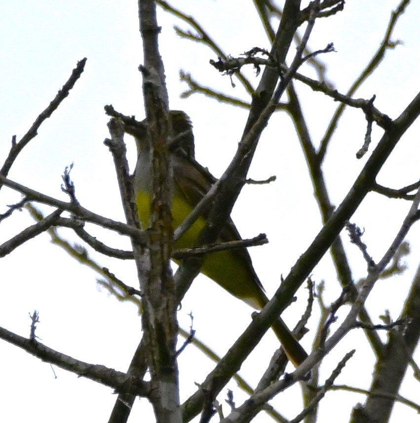 Great Crested Flycatcher - DAVID VIERLING