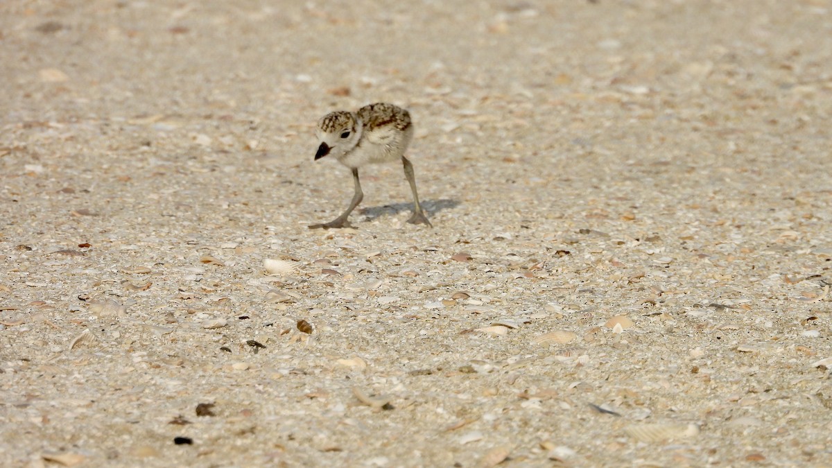 Wilson's Plover - Charlotte Chehotsky