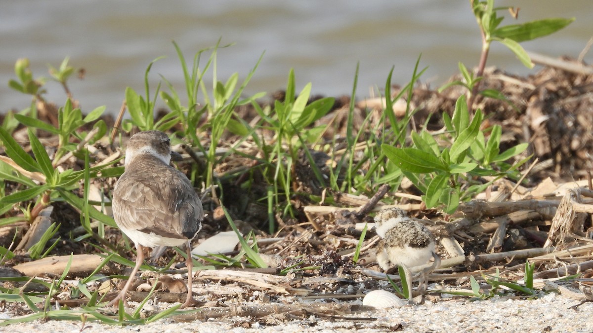 Wilson's Plover - Charlotte Chehotsky