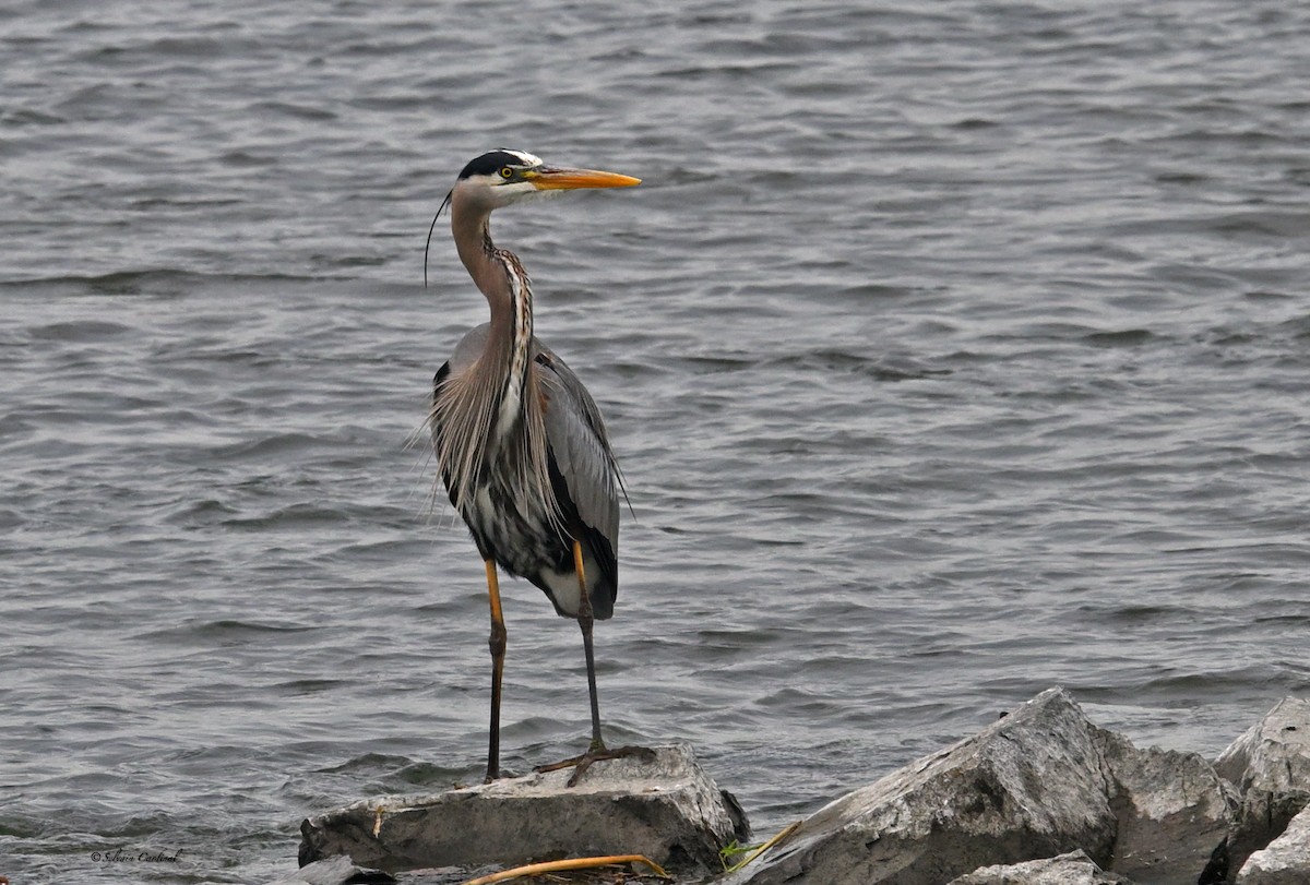 Great Blue Heron - Sylvain Cardinal