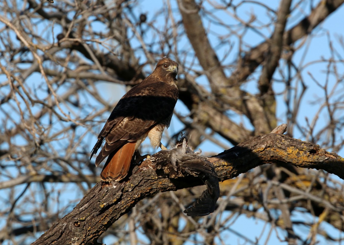 Red-tailed Hawk - William Clark