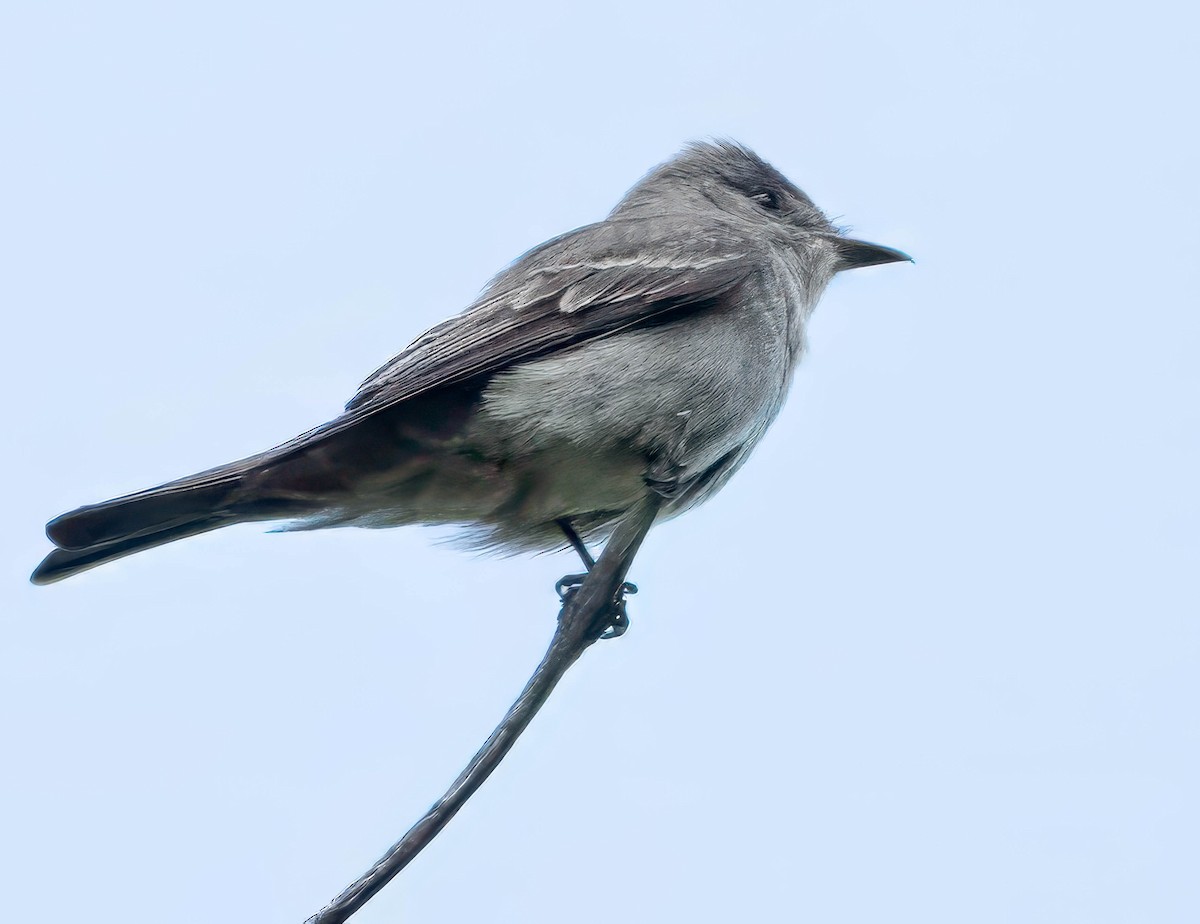 Western Wood-Pewee - Howard Cox