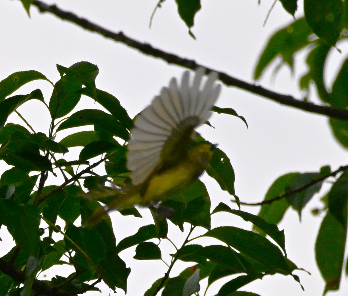 White-eyed Vireo - DAVID VIERLING