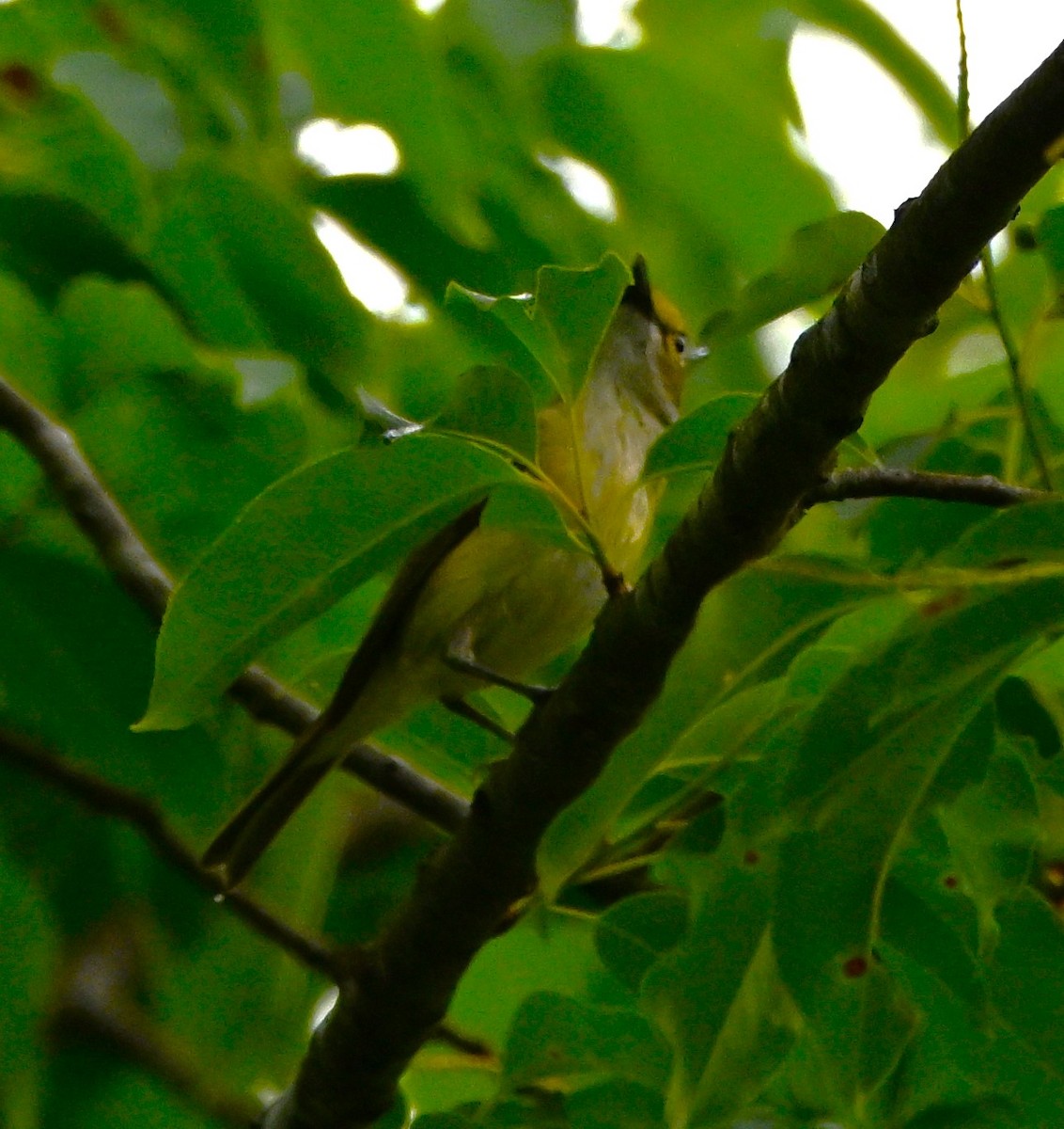 White-eyed Vireo - DAVID VIERLING