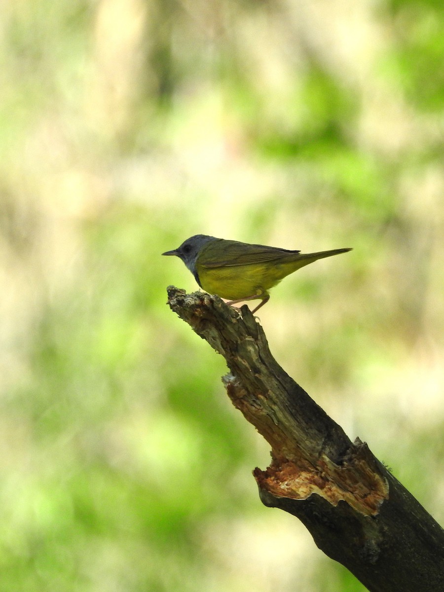 Mourning Warbler - Andy McGivern