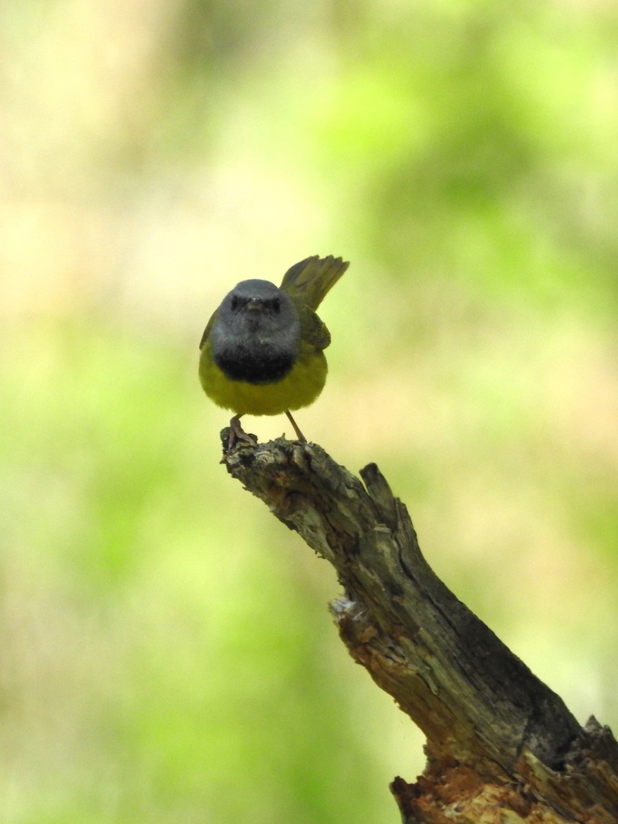 Mourning Warbler - Andy McGivern