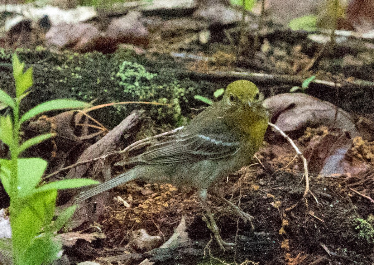 Viréo à gorge jaune - ML619507262