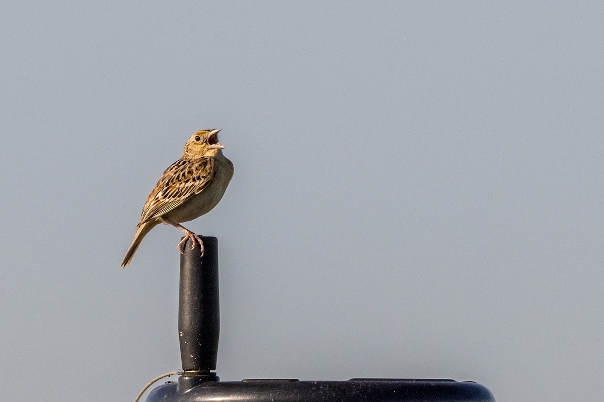 Grasshopper Sparrow - Sherman Garnett
