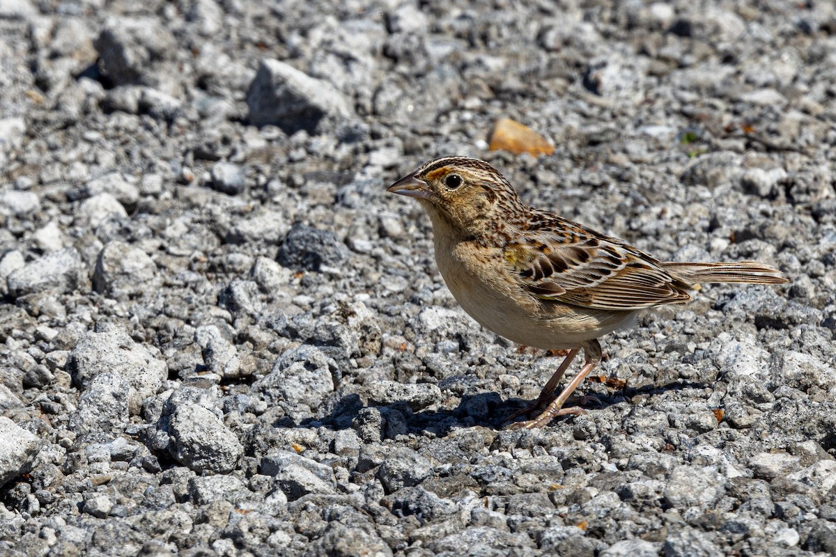 Grasshopper Sparrow - Sherman Garnett