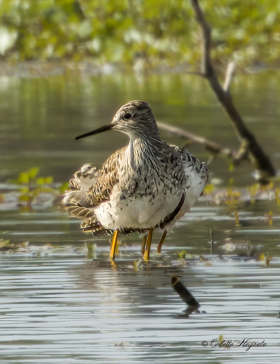 Lesser Yellowlegs - ML619507272