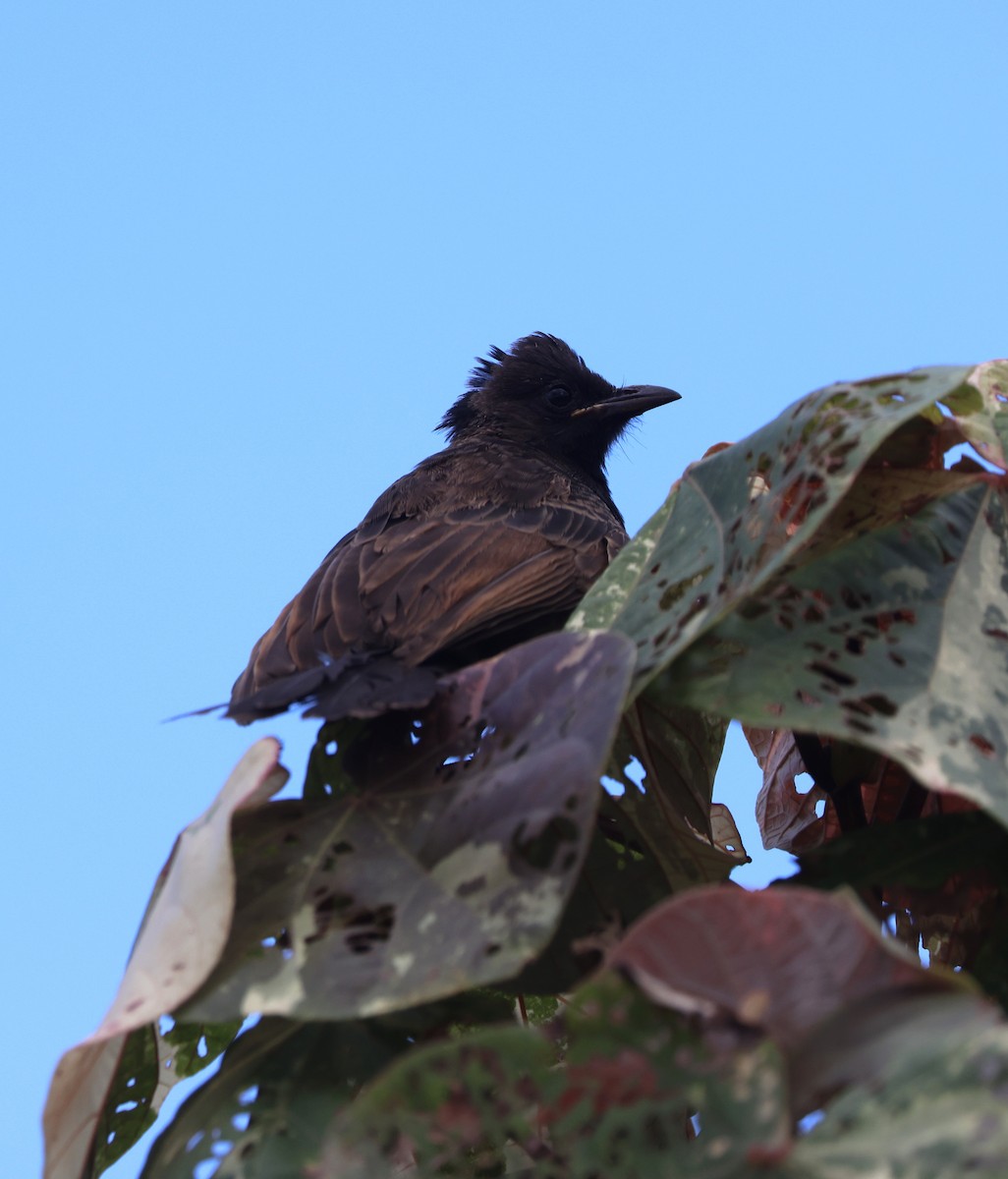 Red-whiskered Bulbul - Mike "mlovest" Miller