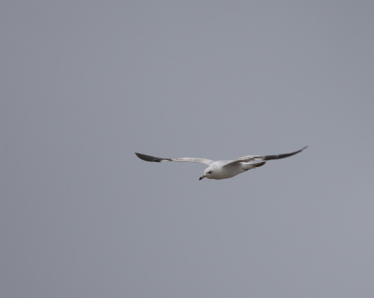 Ring-billed Gull - Ross Sormani