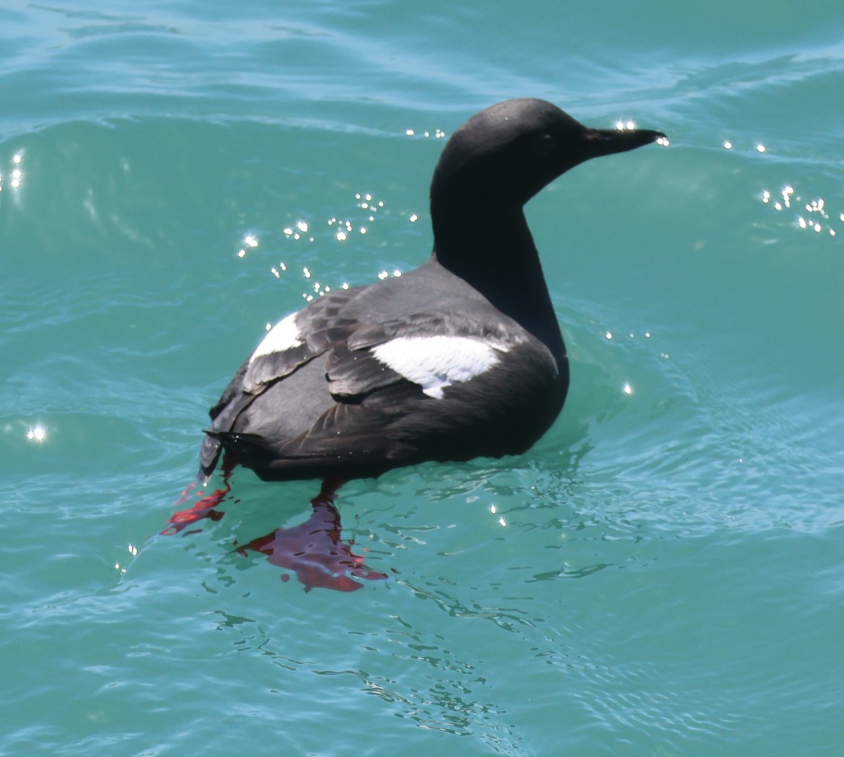 Pigeon Guillemot - ML619507279