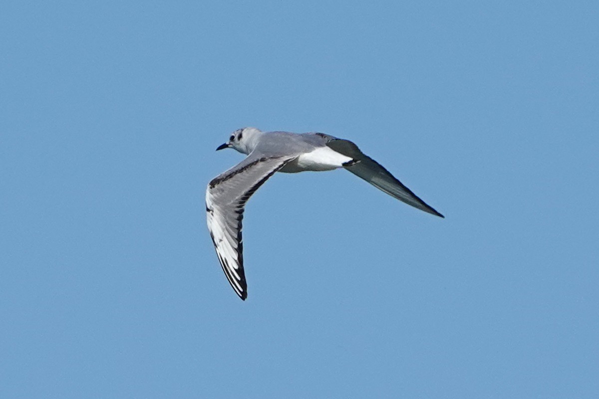 Bonaparte's Gull - mc coburn