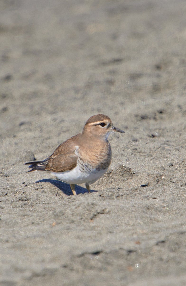 Rufous-chested Dotterel - Angélica  Abarca