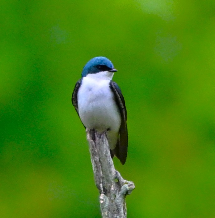 Tree Swallow - DAVID VIERLING