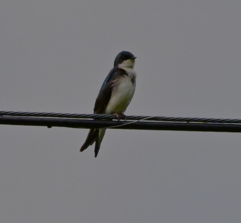 Tree Swallow - DAVID VIERLING