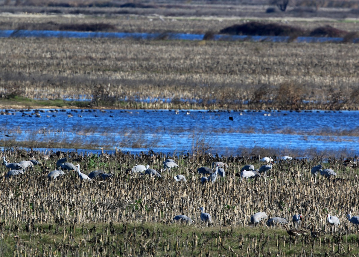 Sandhill Crane - William Clark