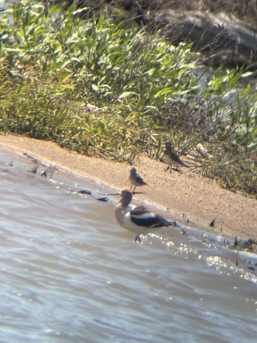 American Avocet - Keaton Schneeflock