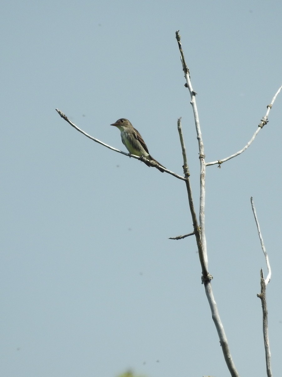 Olive-sided Flycatcher - Andy McGivern