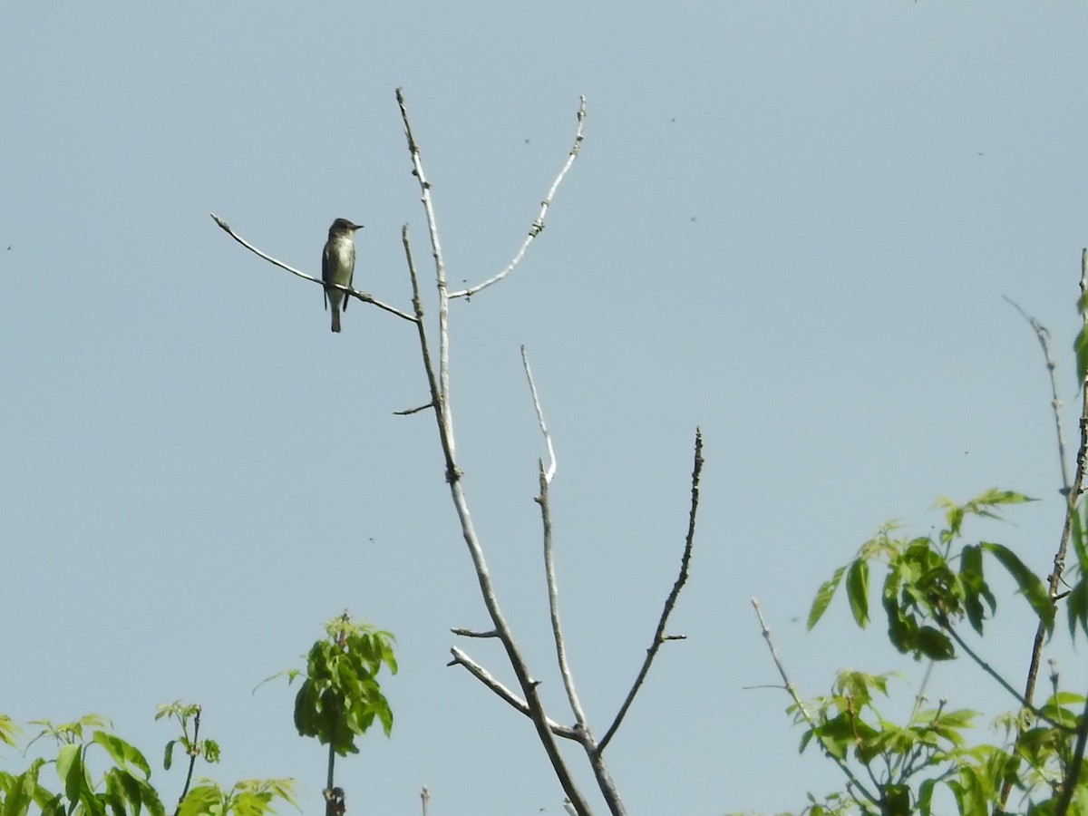 Olive-sided Flycatcher - Andy McGivern