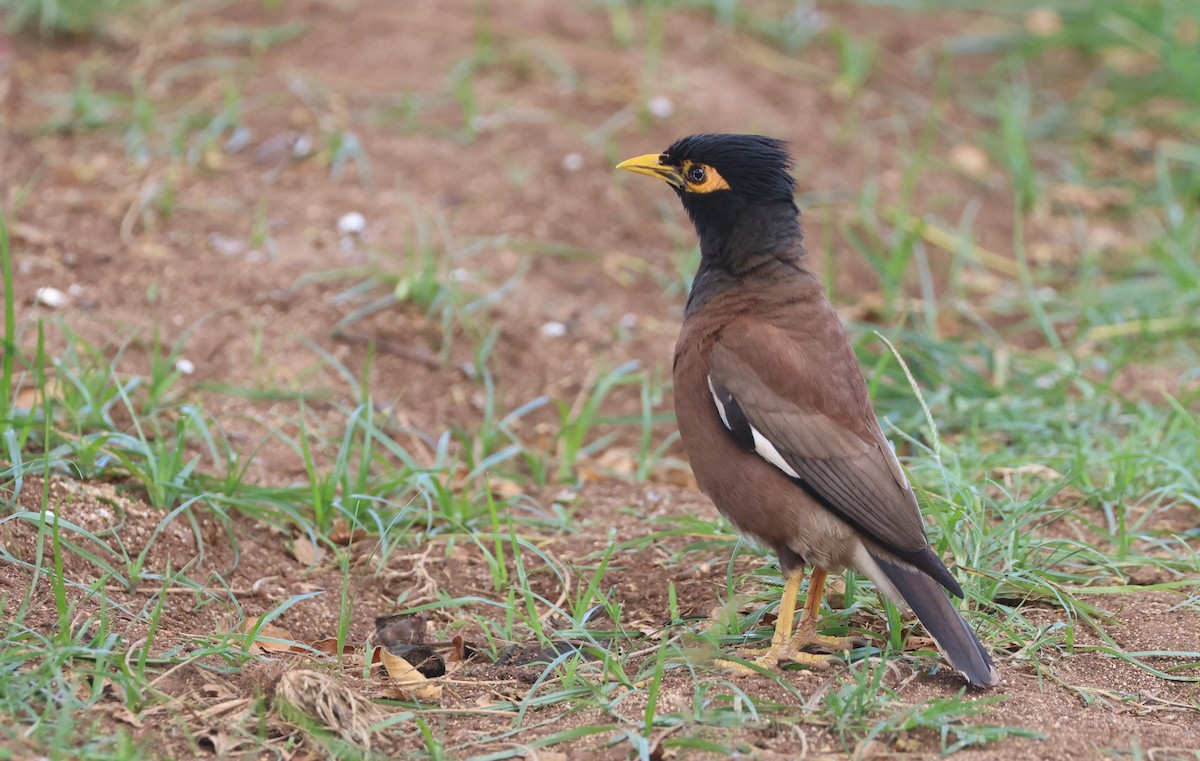 Common Myna - Mike "mlovest" Miller