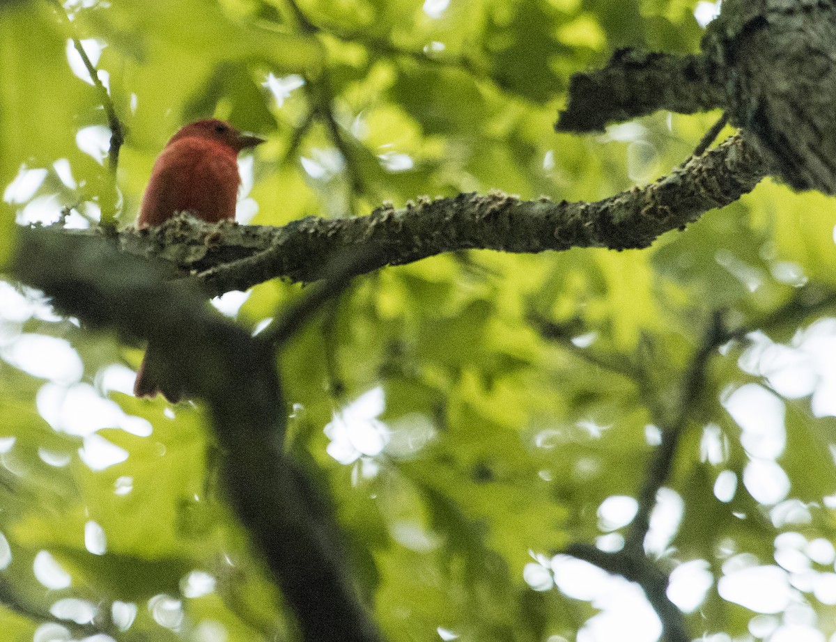 Summer Tanager - David Hayes