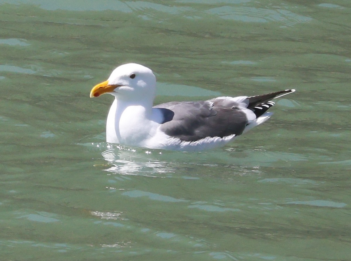 Western Gull - Jim Parker