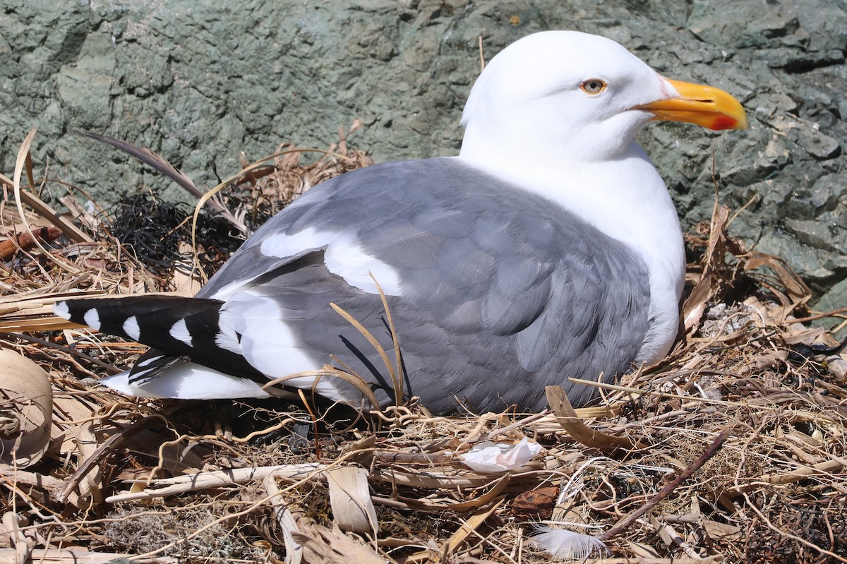 Western Gull - Jim Parker