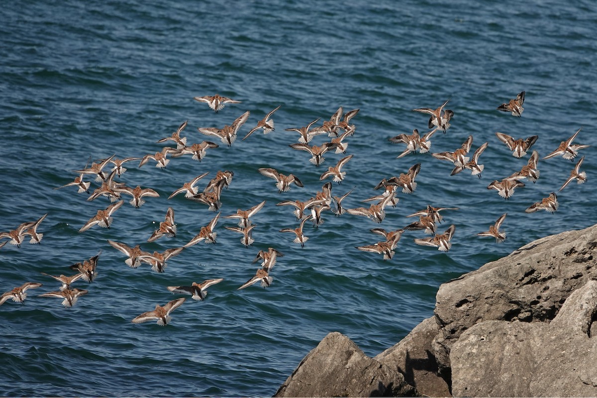 Dunlin - mc coburn