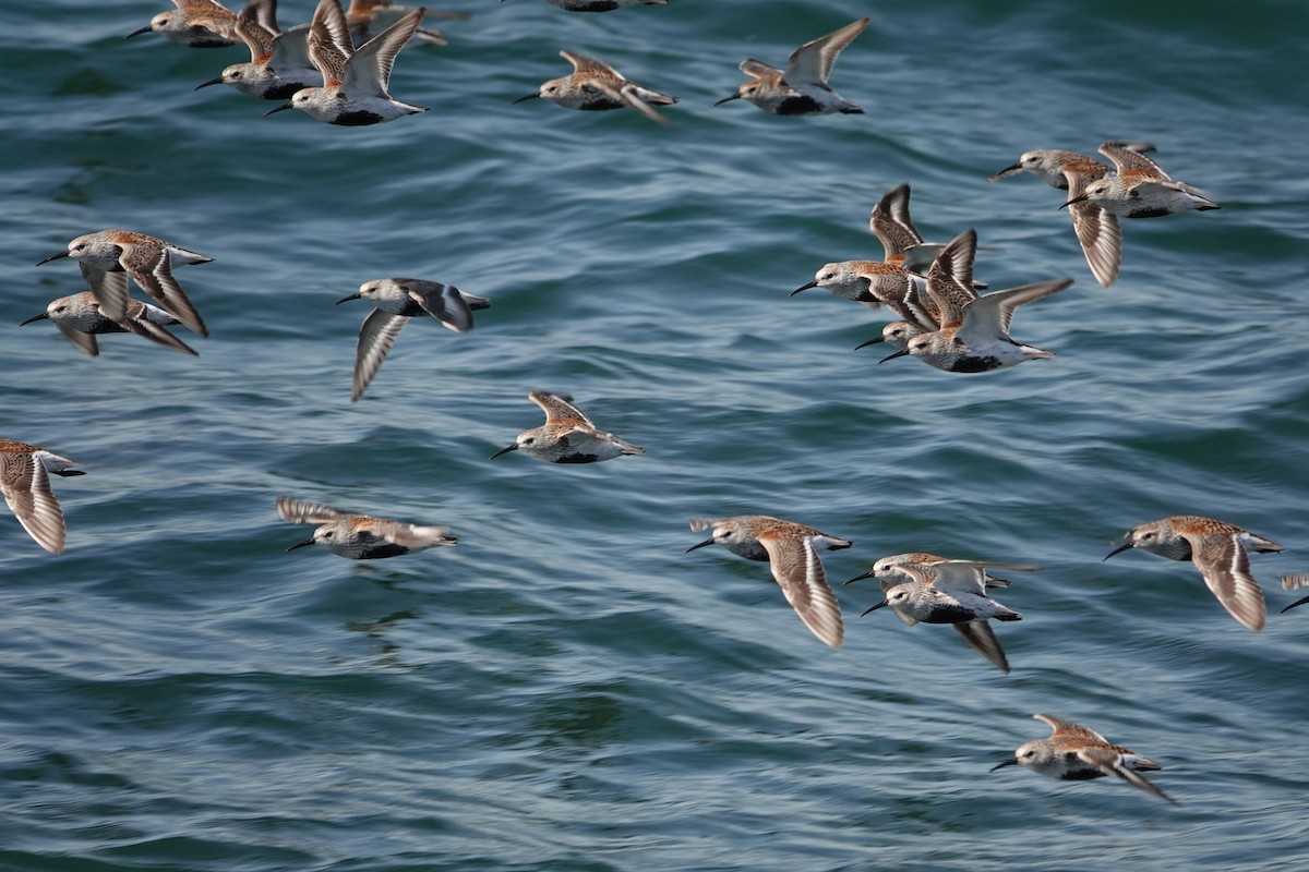 Dunlin - mc coburn