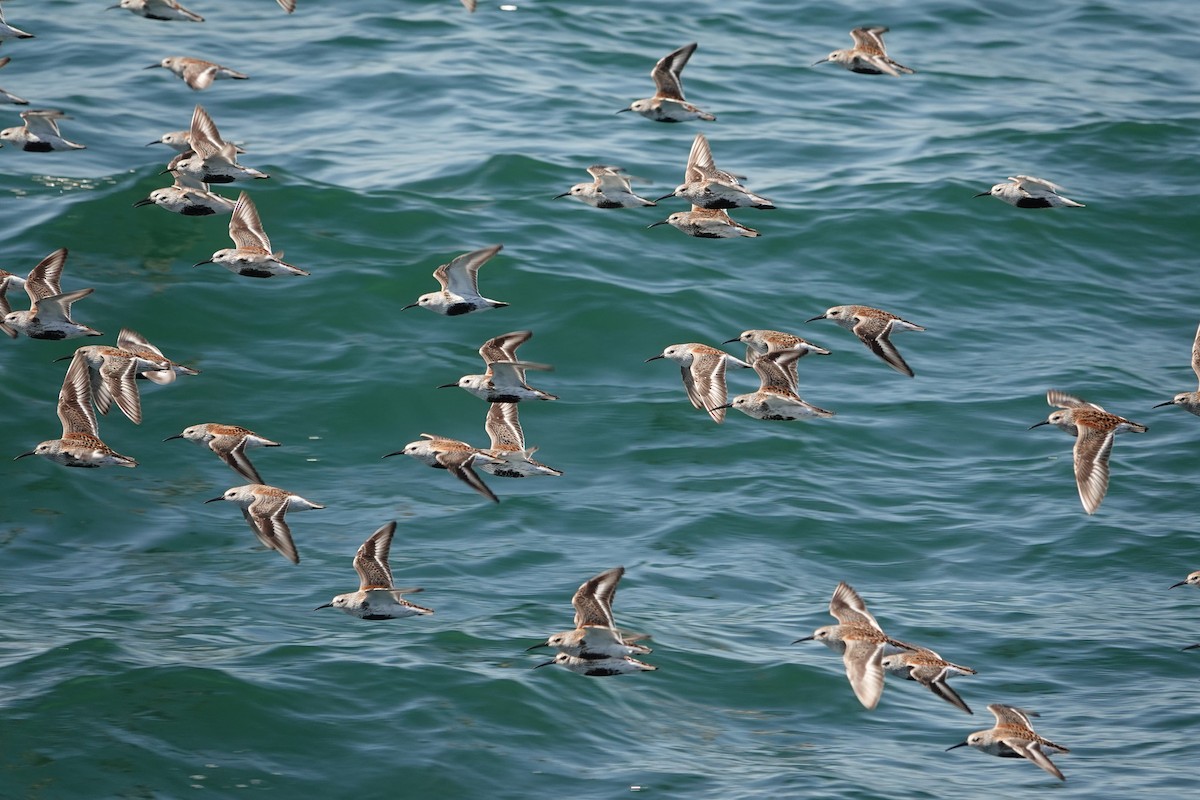 Dunlin - mc coburn