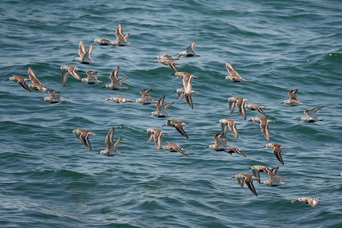 Dunlin - mc coburn