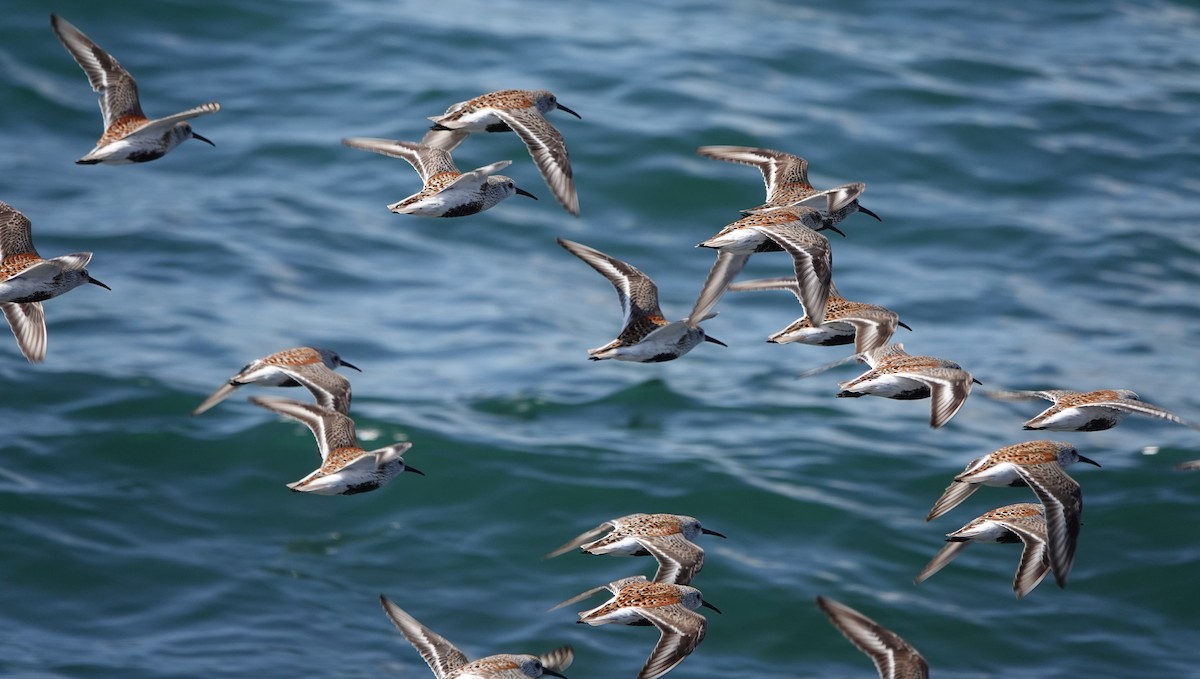 Dunlin - mc coburn