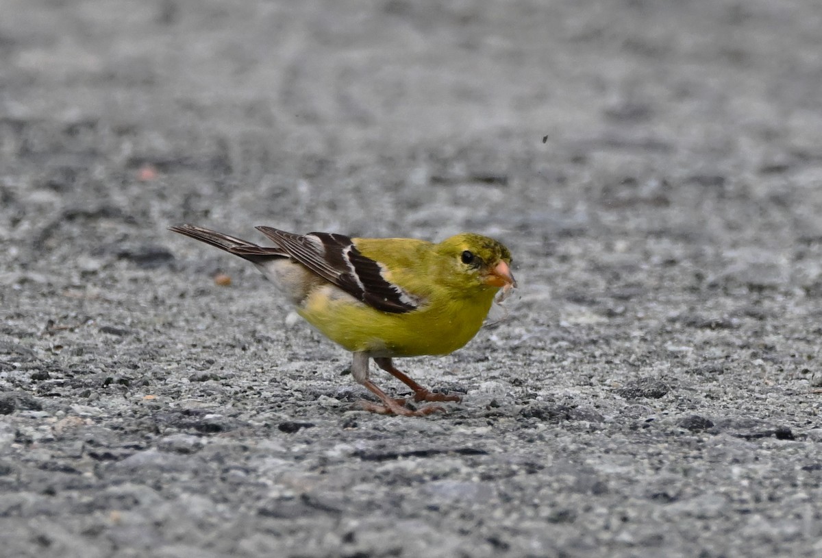 American Goldfinch - DAVID VIERLING