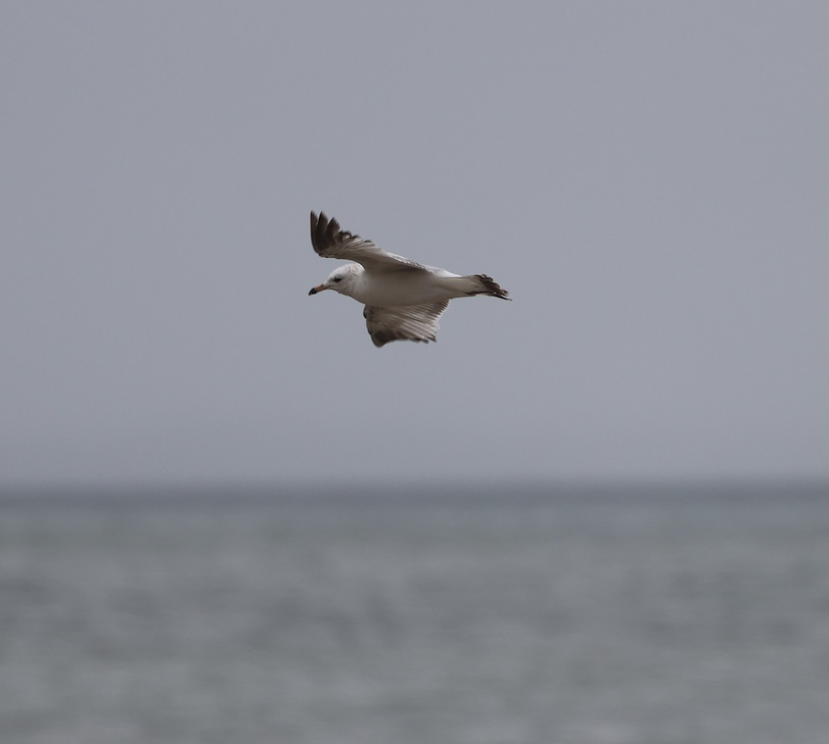 Ring-billed Gull - Ross Sormani